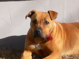 Vand pui amstaff