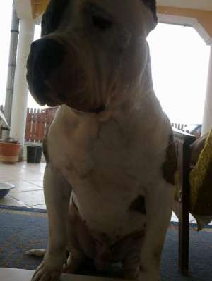 Vand pui amstaff