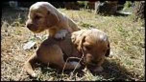 Vand pui de cocker spaniel