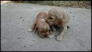 Vand pui de cocker spaniel