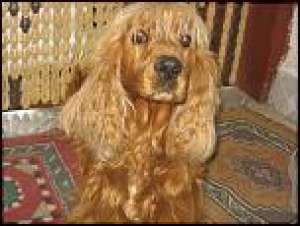 Vand pui de cocker spaniel