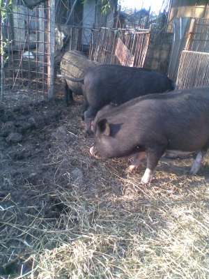 Vand porci vietnamezi
