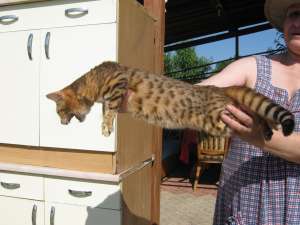 vand pisica bengal