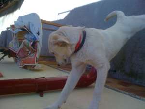 Caine Labrador