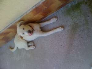 Caine Labrador