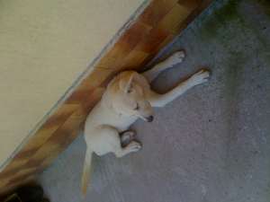 Caine Labrador
