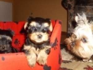 vand yorkshire terrier toy