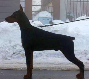 Pui de doberman (6-8 saptamani) cu pedigree de tip A