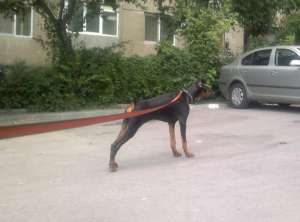 Pui de doberman (6-8 saptamani) cu pedigree de tip A