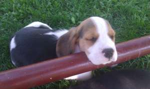 Beagle, catei de rasa