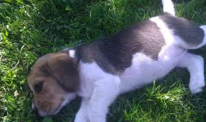 Beagle, catei de rasa
