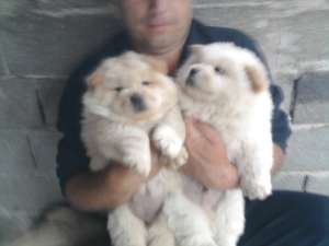 Chow Chow catei