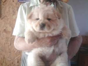 Chow Chow catei