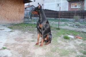 dobermann pentru monta