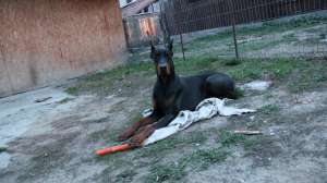 dobermann pentru monta