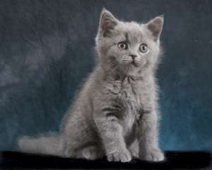 Pisicute British Shorthair de calitate
