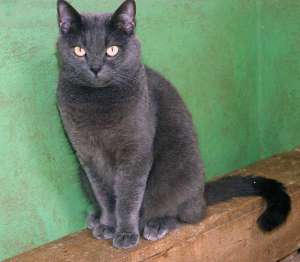 Pisicute British Shorthair de calitate