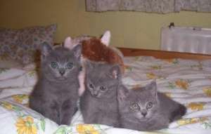 Pisicute British Shorthair de calitate