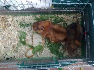 Vand Porcusori guineea(2) pereche+cusca