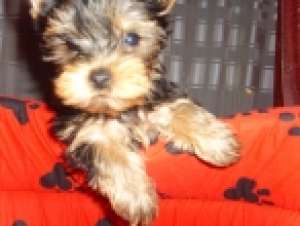 vand yorkshire terrier toy