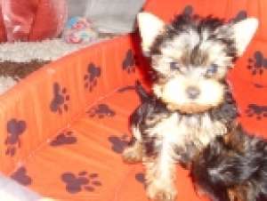 vand yorkshire terrier toy