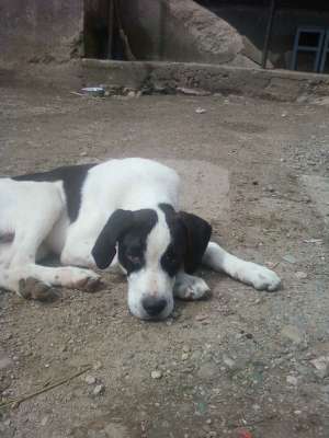 vand pui pointer englez