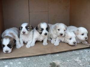 DE VANZARE BICHON HAVANEZ