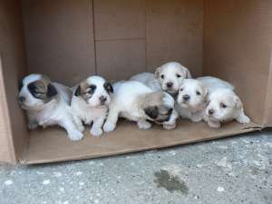 DE VANZARE BICHON HAVANEZ