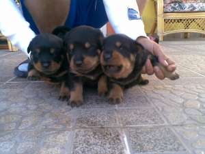 Vand  Pui Rottweiler