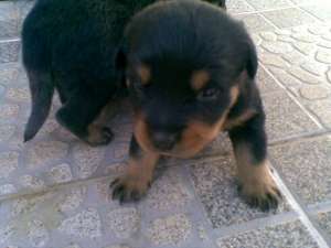 Vand  Pui Rottweiler