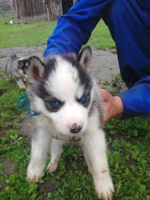 vand catelusa husky