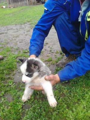 vand catelusa husky