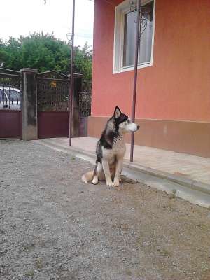 vand catelusa husky