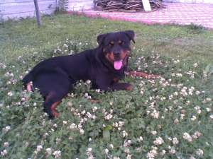 Vand  Pui Rottweiler