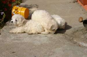 vand bichon maltese