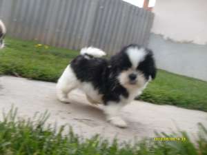 Shih-tzu