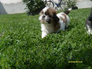 Shih-tzu