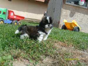 Shih-tzu