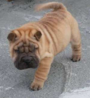Vand pui shar-pei,  fata si baiat,  deparazitati,  cu carnet de sanatate