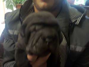 Vand pui shar-pei,  fata si baiat,  deparazitati,  cu carnet de sanatate