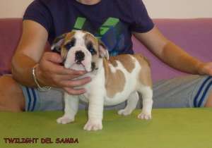 DE VANZARE PUI DE BULLDOG ENGLEZ