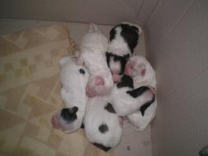 bichon havanesse