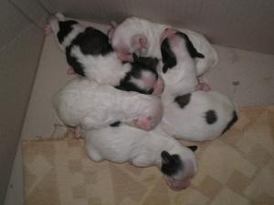 bichon havanesse