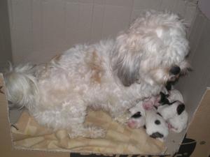 bichon havanesse
