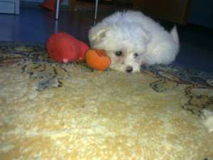 vand pui bichon maltese
