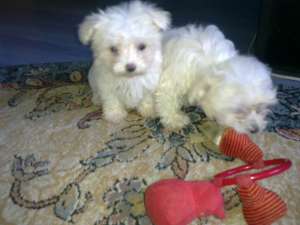 vand pui bichon maltese