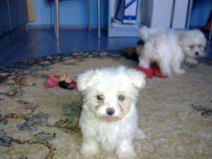 vand pui bichon maltese