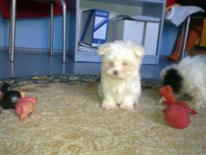 vand pui bichon maltese