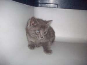 Vand British Shorthair rasa pura