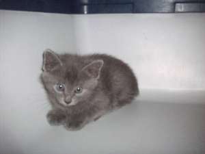 Vand British Shorthair rasa pura